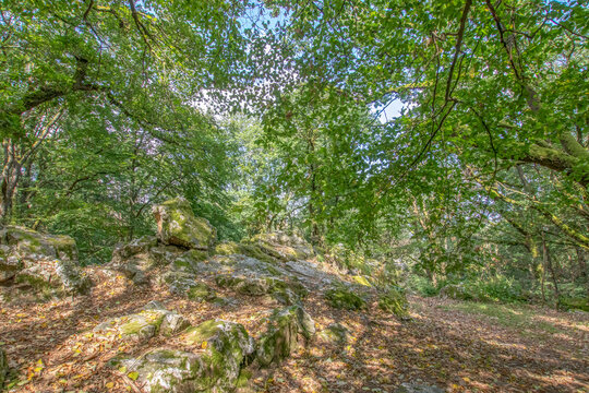 deciduous forest landscape with mossy rocks and trees peaceful natural environment