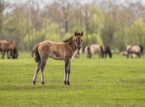 Wildpferde in D&uuml;lmen