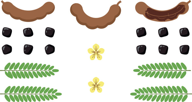 Fresh tamarind fruit vector icon set featuring brown pods open shell sticky pulp black seeds leaves and yellow blossoms