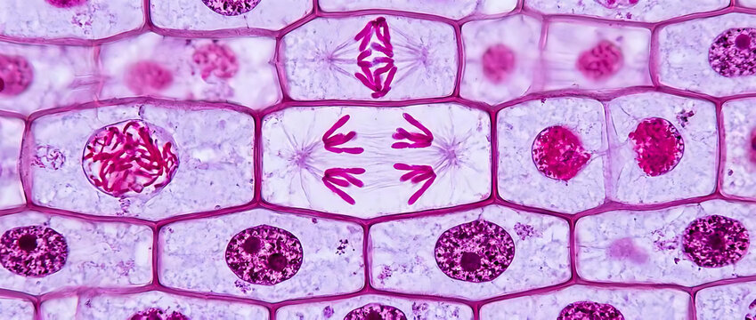 Mitosis stages and plant cell division under a light microscope.