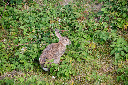 a hare in the grass of the dunes by the beach