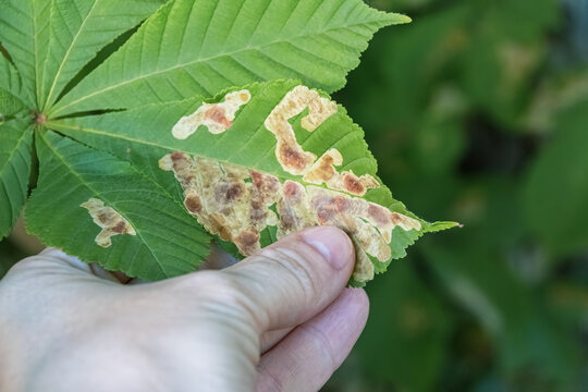 Woman's hand holds a green horse chestnut leaf with brown, dry spots damaged by the leaf miner. Concept for plant disease research and forest protection.