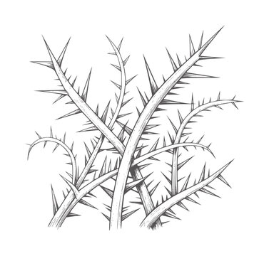 Pencil of thorny branches with sharp spikes thorns plant