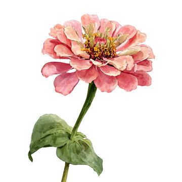 Stylized watercolor Zinnia Flower vector, modern artistic illustration with high-quality details on a pure white background.