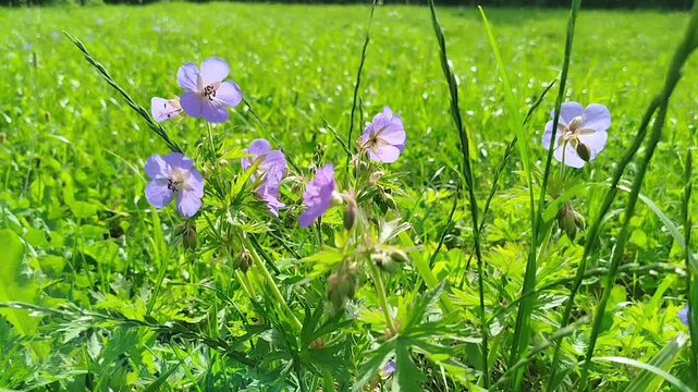 Purple wild geranium flowers blooming in a lush green grass field on a sunny day. Summer meadow, wild flora, botanical beauty, outdoor nature scenery. Summer.