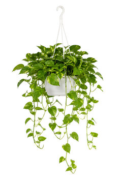 Golden Pothos in a hanging white planter with cascading green vines  full hanging plant visible