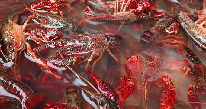 Close-up of fresh live crawfish swimming in water at a market.