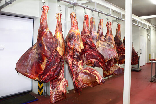 Horse carcasses are ready for butchering. Animal carcasses are displayed in the meat processing workshop. Concept of meat business