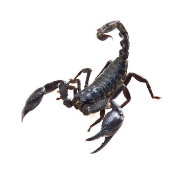 Danger black scorpion with raised stinger scorpion poisonous dangerous venomous arachnid predator