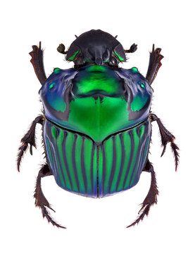 Iridescent metallic green dung beetle isolated on white background with metallic iridescent wildlife