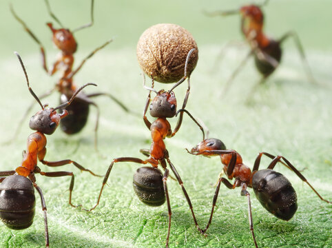 Group of red ants working together carrying seeds on green leaf with teamwork cooperation wildlife carrying