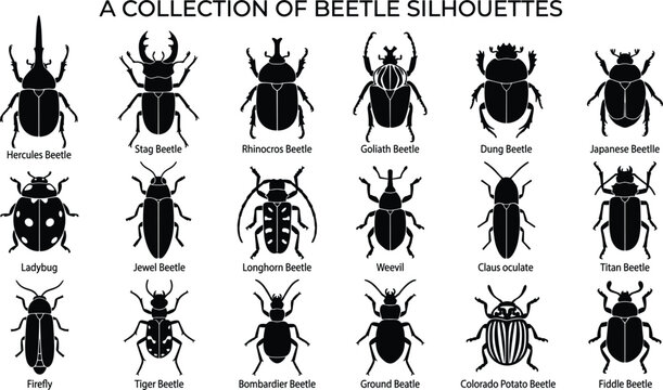Black Beetle Silhouette Set with Diverse Insect Species Including Stag Hercules Rhinoceros and Ladybug for Nature Graphic Design Vector Illustration