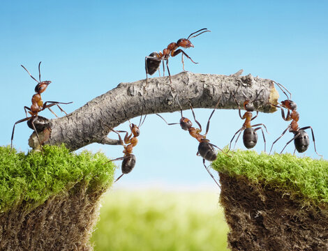 Group of ants working together carrying a stick across a gap bridge with teamwork cooperation carrying