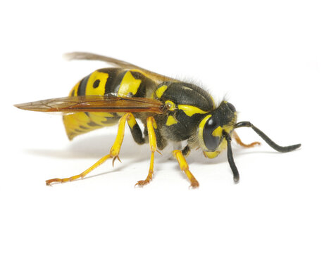 Macro view of a yellow and black jacket wasp standing with white background flying insect wildlife isolated