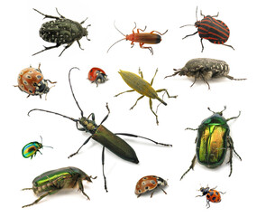 Collection of various colorful beetles and insects on a white background with nature photography, longhorn bee ©  SobuzForge