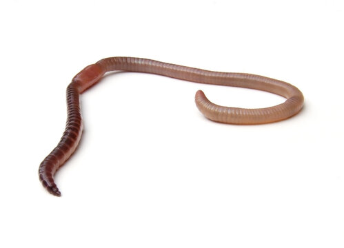 A live earthworm isolated on a clean white background with earthworm invertebrate creature isolated