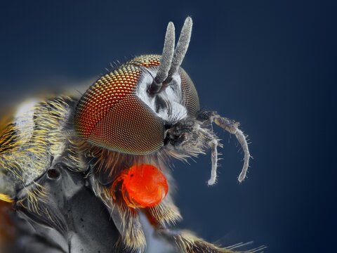 Macro photography of an insect head with a striking red mouthpart entomology wildlife antennae background