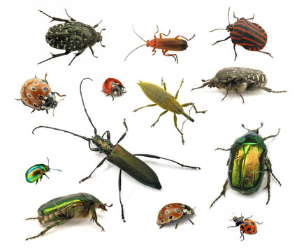 Collection of various colorful beetles and insects on a white background with nature photography, longhorn bee