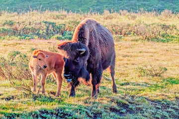Buffalo Cow and Calf on a Frosty Morning in Yellowstone NP © stuckreed