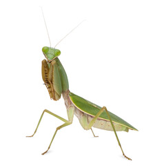 Green praying mantis insect standing against a solid white background with pest control wildlife predator ©  SobuzForge