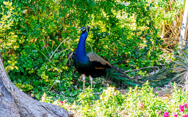 Obraz premium St. Antons Garten. Balzan (Pfau Vögel), Malta in Europa