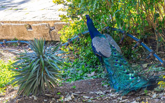 St. Antons Garten. Balzan (Pfau V&ouml;gel), Malta in Europa