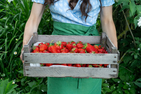 Cropped view of a woman holding a rustic wooden crate filled with fresh ripe red strawberries in a garden