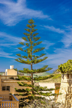 Norfolk-Araukarie ( Araucaria heterophylla), die im Volksmund auch als Norfolk Tanne, Zimmertanne bekannt ist.