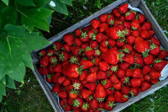 High angle view of a rustic wooden crate filled with fresh ripe red strawberries on green grass