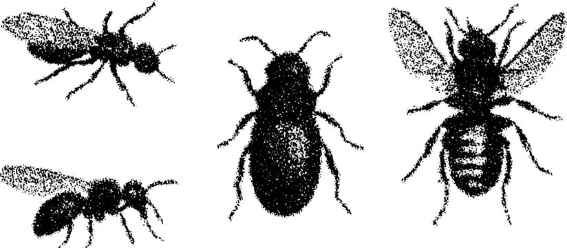 Vector illustration of insects, including ants and bees, featuring a flat and simple black design. The artwork showcases ecological and biological themes.