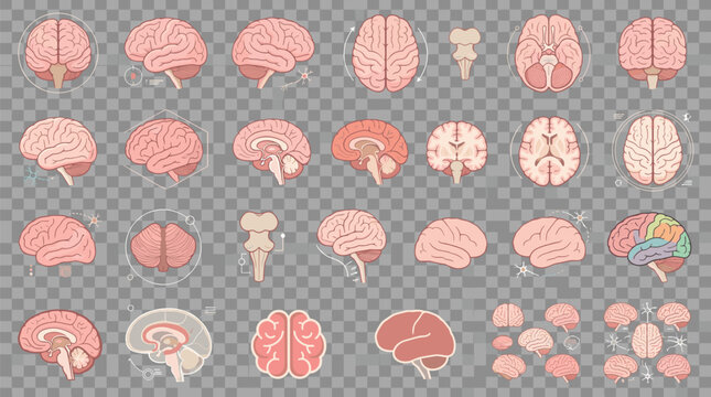 Human Brain Anatomy Sections and Views Collection Isolated on Transparent Background