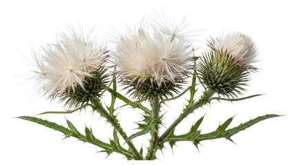 Obraz premium Three spiky thistle plants with fluffy white seed heads and prickly green stems isolated as PNG on transparent background