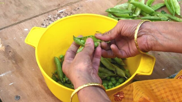 winter domestic scene captures old lady housewife removing fresh green peas from their pods while sitting outside in the winter sun. 