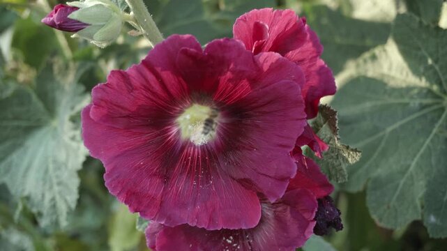 Close-up of vibrant red hollyhock flower with bee approaching, showcasing natural beauty in a lush garden setting