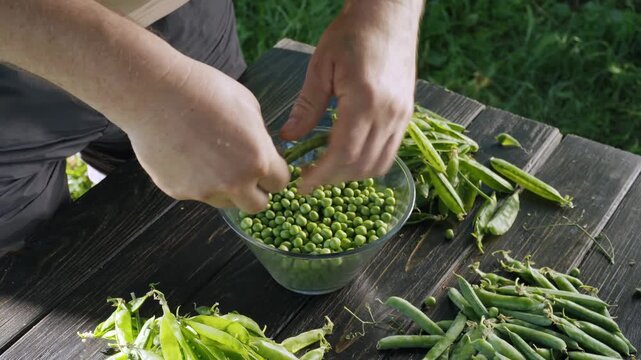Hands of a person shelling fresh green peas into a bowl, surrounded by pea pods and a rustic wooden table in a garden setting