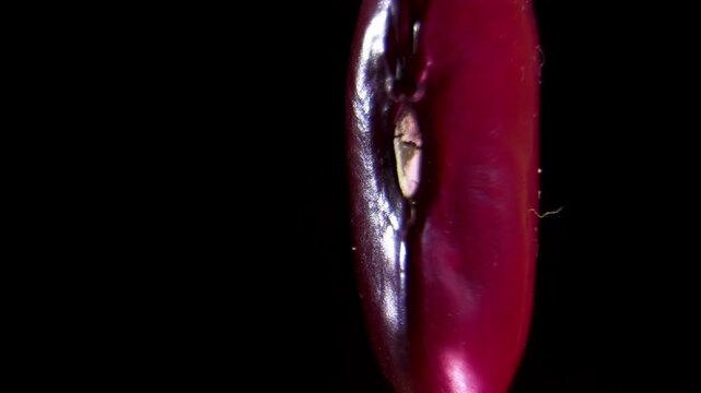Rotating red bean Phaseolus vulgaris, hilum fissure and outer testa layer morphology in botanical seed structure analysis with high contrast illumination, macro laboratory shot 