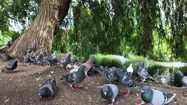4K 60fps Slow Motion of Pigeons Feeding in Park by Pond, Flock of Birds Walking and Flying