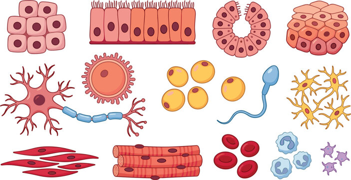 Human cell types set including neuron muscle blood sperm ovum bone epithelial and fat cells medical biology vector