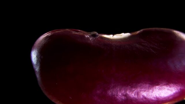 Rotating red kidney bean Phaseolus vulgaris, lectin phytohemagglutinin and anthocyanin concentration in seed coat during natural plant toxicity defense, macro studio