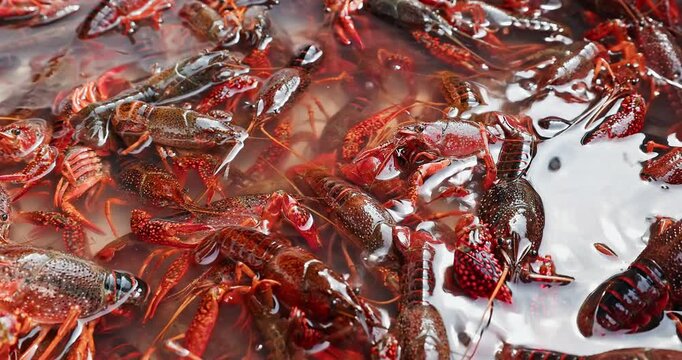 Close-up of fresh, live red crayfish crawling in shallow water, ready for cooking and seafood market sale.