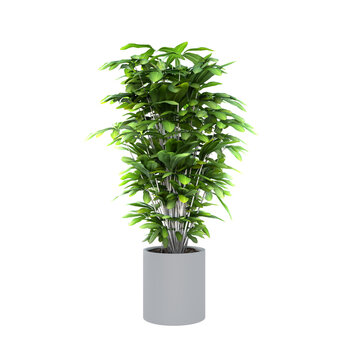 Title: Potted Ornamental Schefflera Houseplant with Lush Green Foliage in Simple Grey Planter Isolated