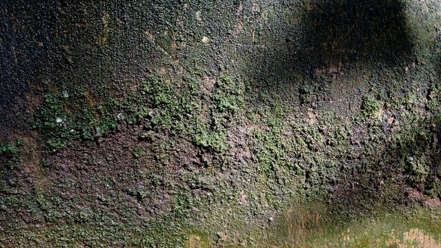 Organic Green Moss and Textured Algae Growth on a Damp Wall Surface Providing a Natural Background