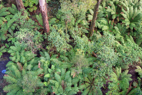 Lush green ferns in Great Otway National Park, Victoria, Australia