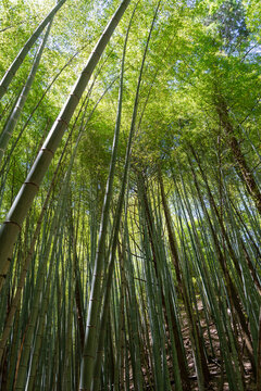 Bamboo forest near Mitaki-Dera temple in Hiroshima, Japan