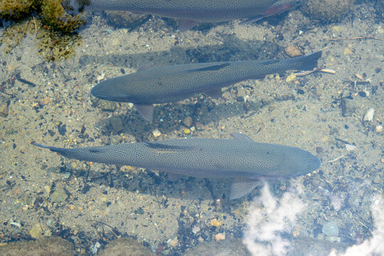 Cherry trout swimming in the village stream of Shirakawa-go