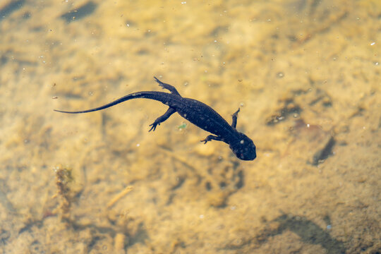Japanese fire-bellied newt swimming in Shirakawa-go pond, Japan