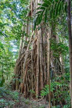 Strangler fig in Tentena rainforest, Sulawesi, Indonesia