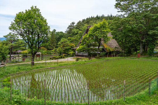 Traditional rice field and farmhouses in Hida no Sato, Takayama