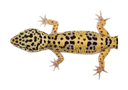 Spotted leopard gecko png yellow leopard gecko png patterned leopard gecko png isolated transparent background image