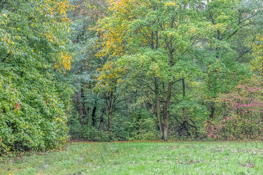 Autumn forest landscape with green meadow and deciduous trees creating a peaceful seasonal woodland scene